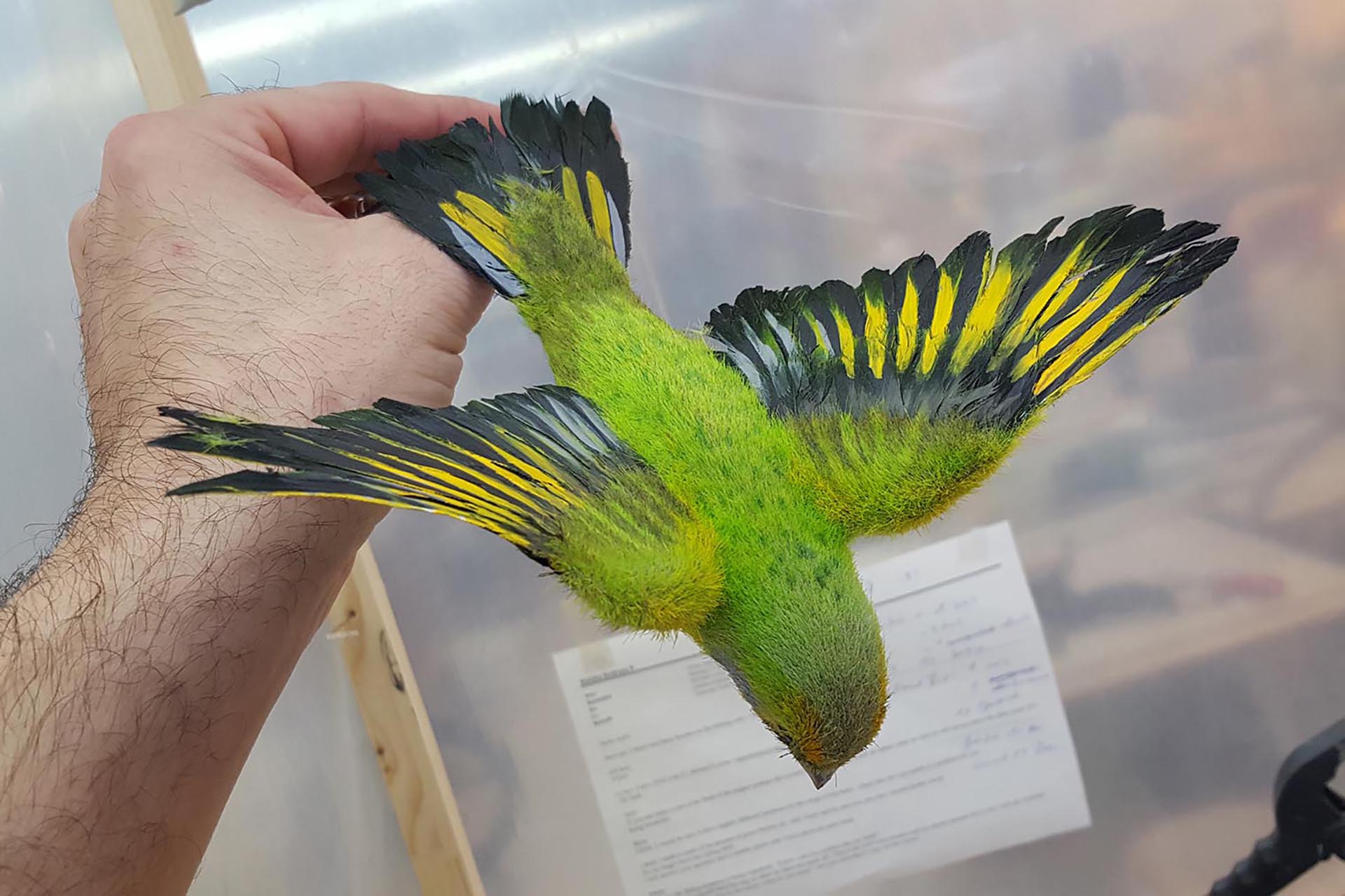 Mit dem x400 3D-gedruckte Vögel für die Vorstellung 